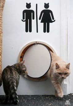 "Projet "Cat's Around" - Plan sanitaire de relâche